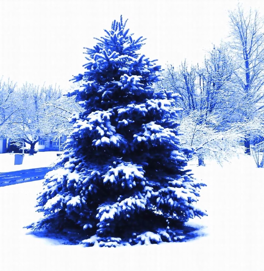 BLUE TREE - EDITED FOR BLOG