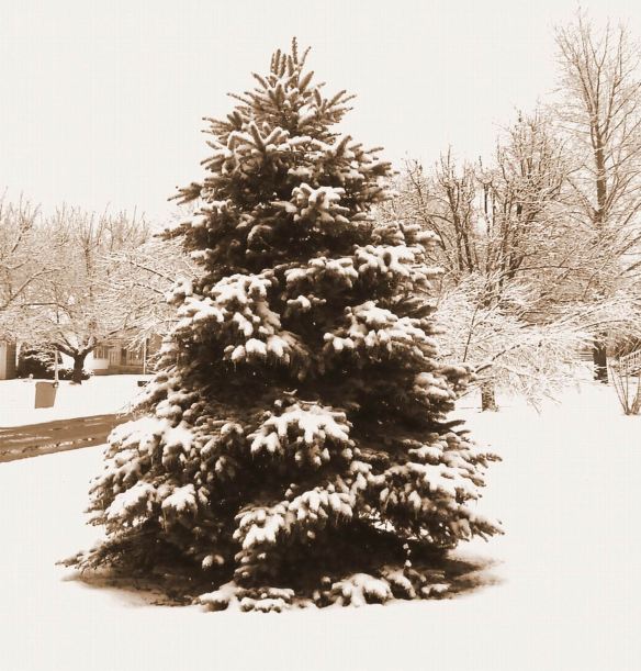 MY SPRUCE - SEPIA - FOR BLOG - enlarged