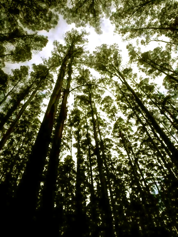 TALL FOREST - ENLARGED.- green