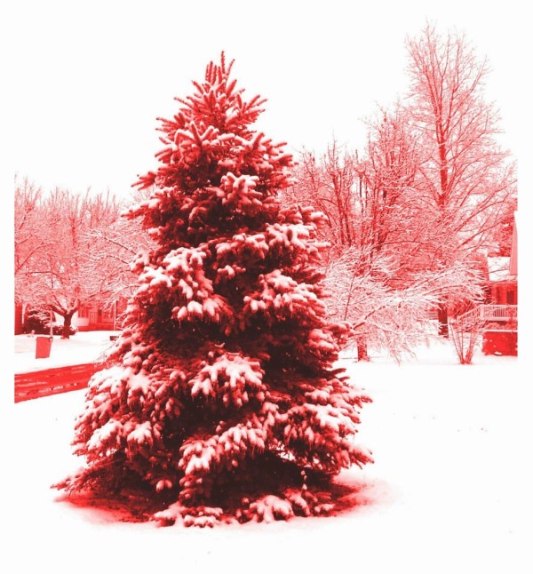RED TREE, SNOW CROPPED