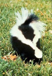 Striped_skunk (1)