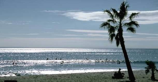 SUNNY OCEAN AND PALM