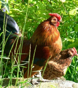 Public domain image from www.public-domain-image.com