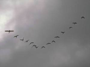 GEESE IN FLIGHT