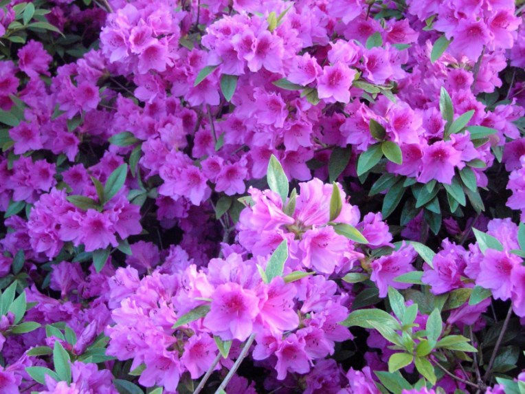 PURPLE AZALEAS UP CLOSE
