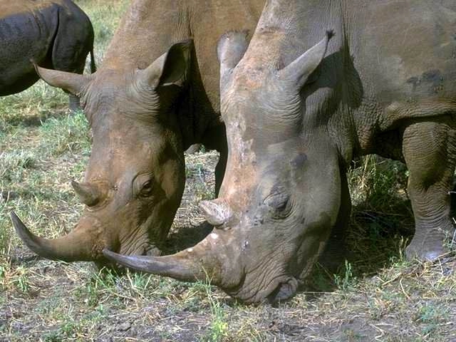 TWO RHINOS EATING