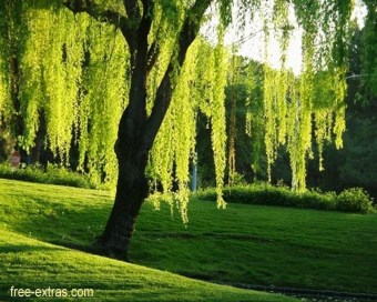 WILLOW TREE - credits