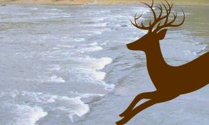 ARN JUMPING RIVER # 2,EYES