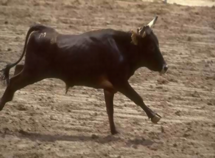 BULL RUNNING