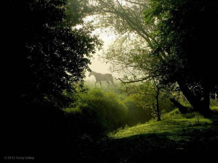 TERRY'S HORSE # 2 - edited