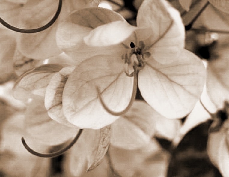 DOGWOOD - darker - sepia