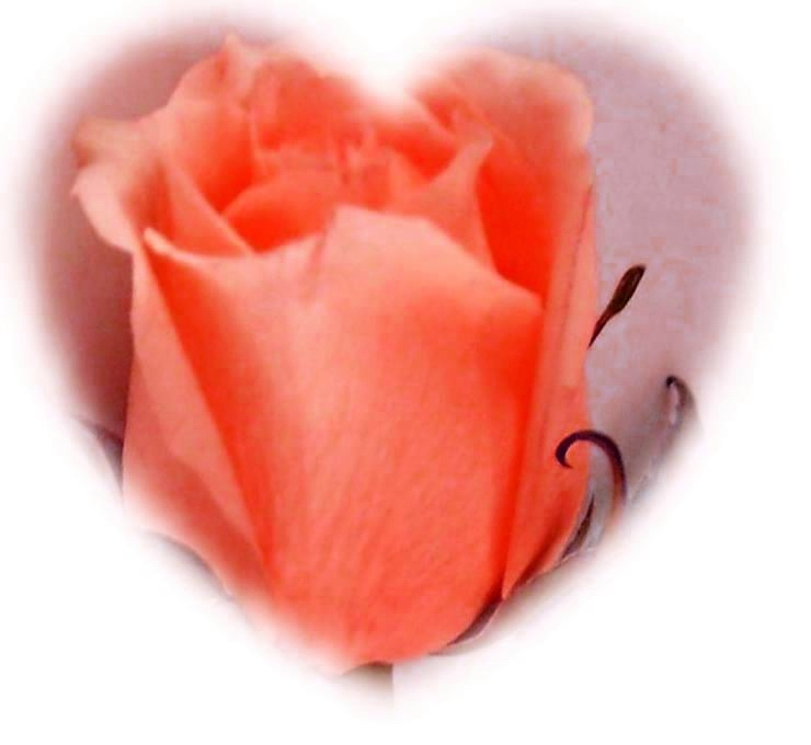 YELLOW ROSE CAMEO HEART- orange challenge