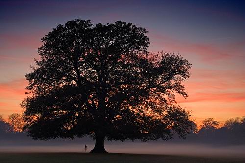 OAK TREE - WALKING IN MIST - CREATIVE COMMONS LICENSE -- FREE