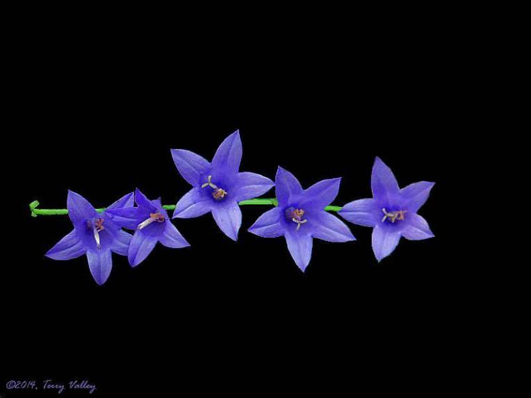 TERRY'S TINY PURPLE STRIP