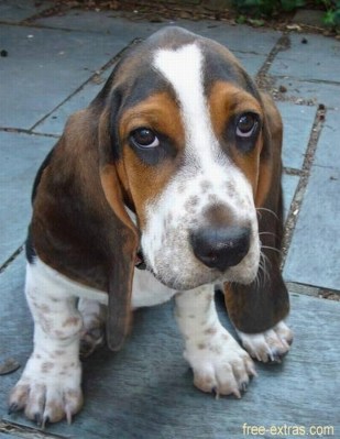 BASSET PUPPY CLOSEUP