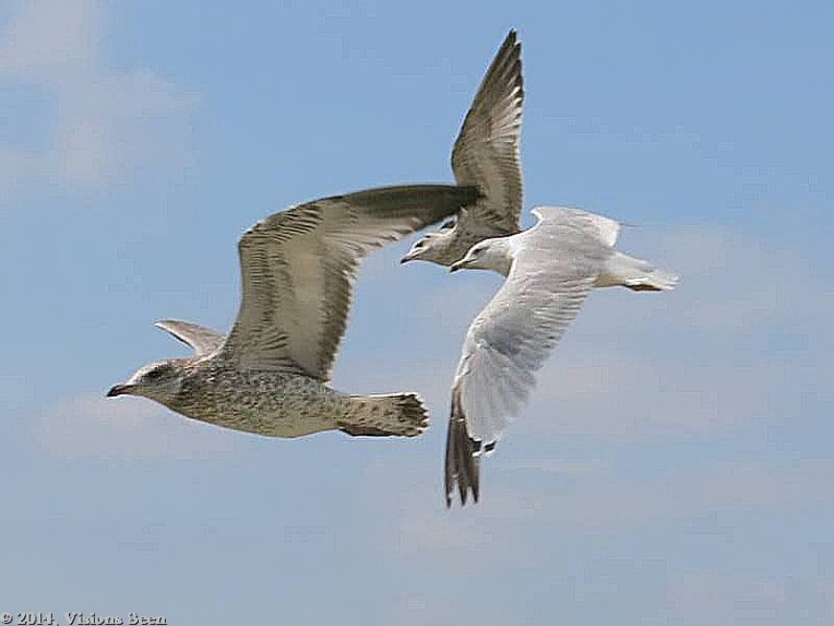 THREE GULLS