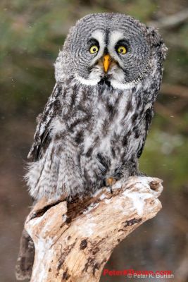 LEE'S OWL PIC -- PETER K. BURIAN