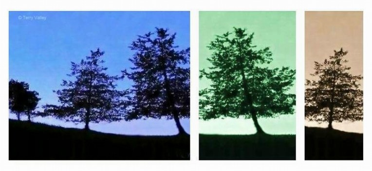 TERRY'S TREE SILHOUETTES MULTI - CREDITS