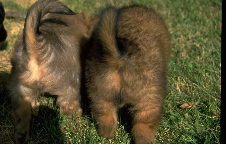 PUPPY TAILS