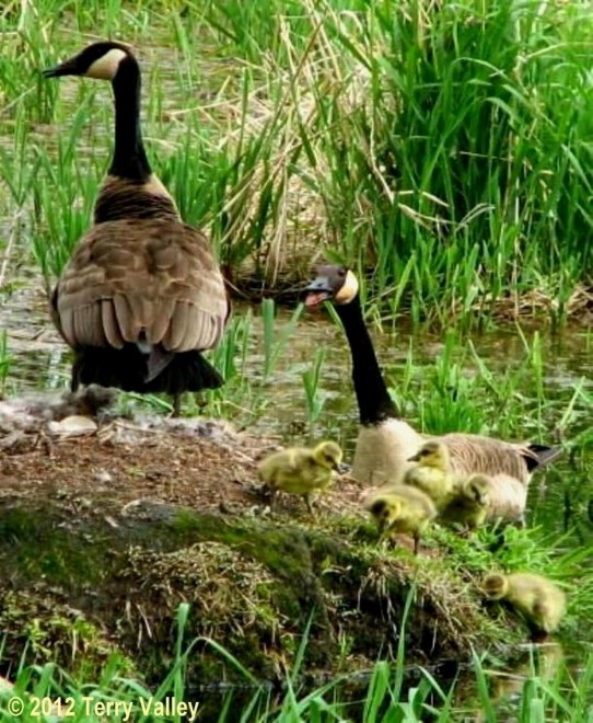 GOSLINGS - credits.JPG - resized