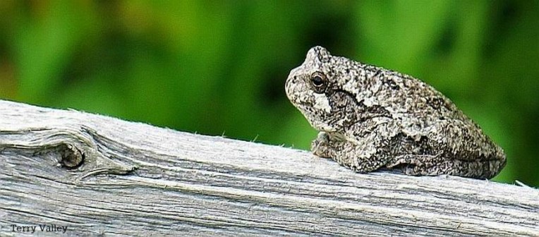 WHITE FROG ON LOG edited