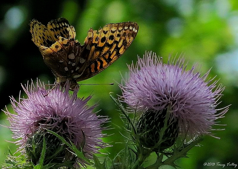 BUTTERFLY ON THISTLE