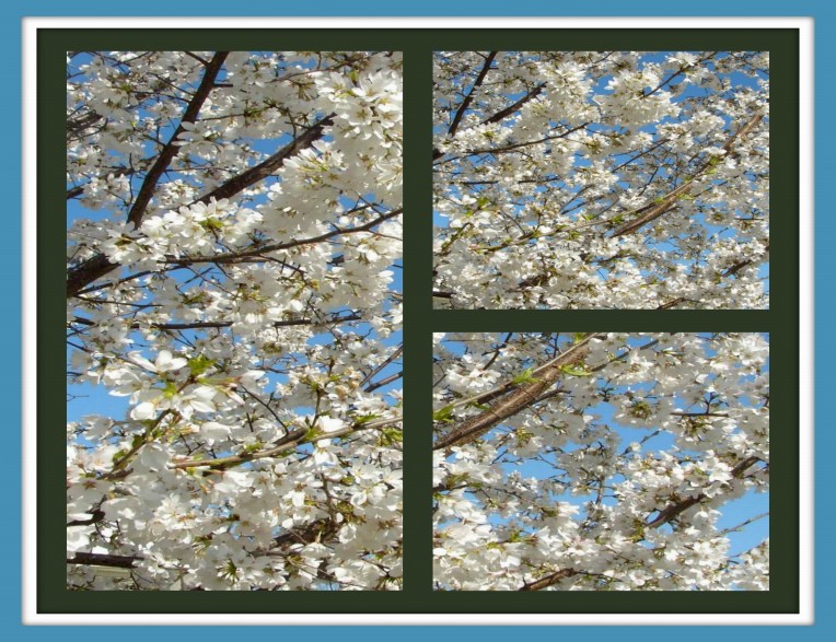 NEIGHBOR'S WHITE TREE COLLAGE 2