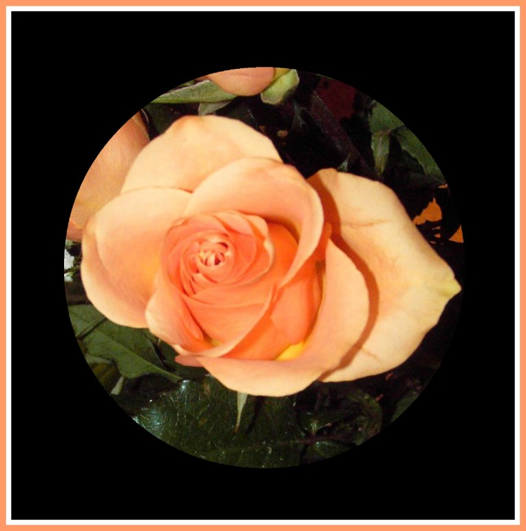 roses-peach-single-in-circle