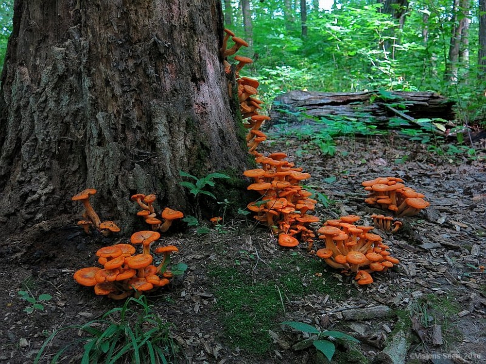 ORANGE MUSHROOMS