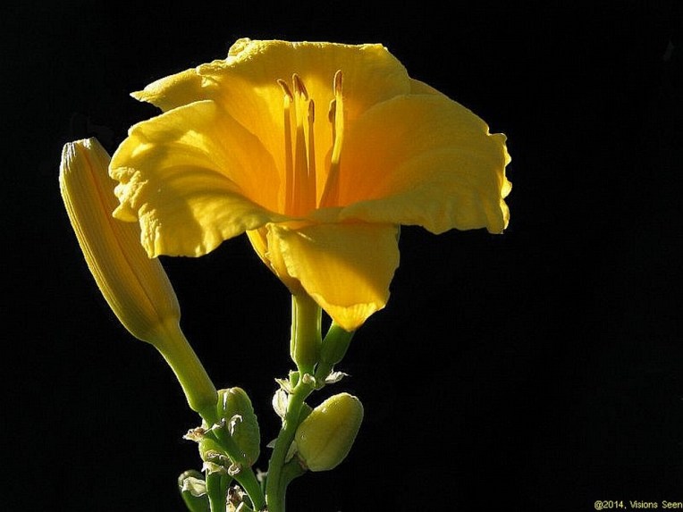 DAYLILY OPEN - BLK BCKGD