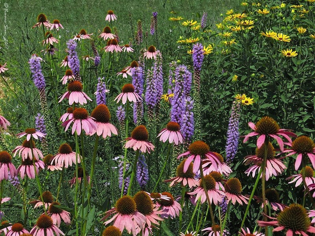 WILDFLOWERS W. PINK DAISIES
