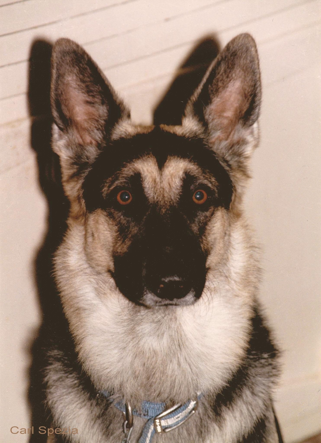 KENT'S DOG - EXTRA - credits