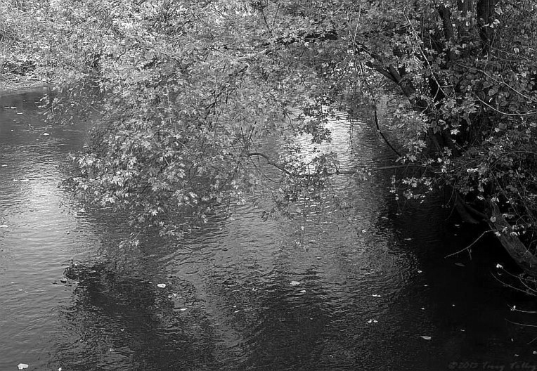 TERRY'S OVERHANGING TREE - b &amp; w