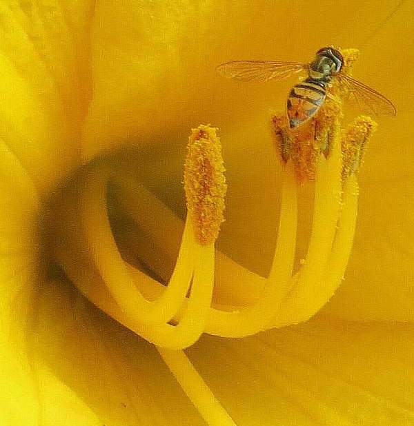 BEE ON YELLOW