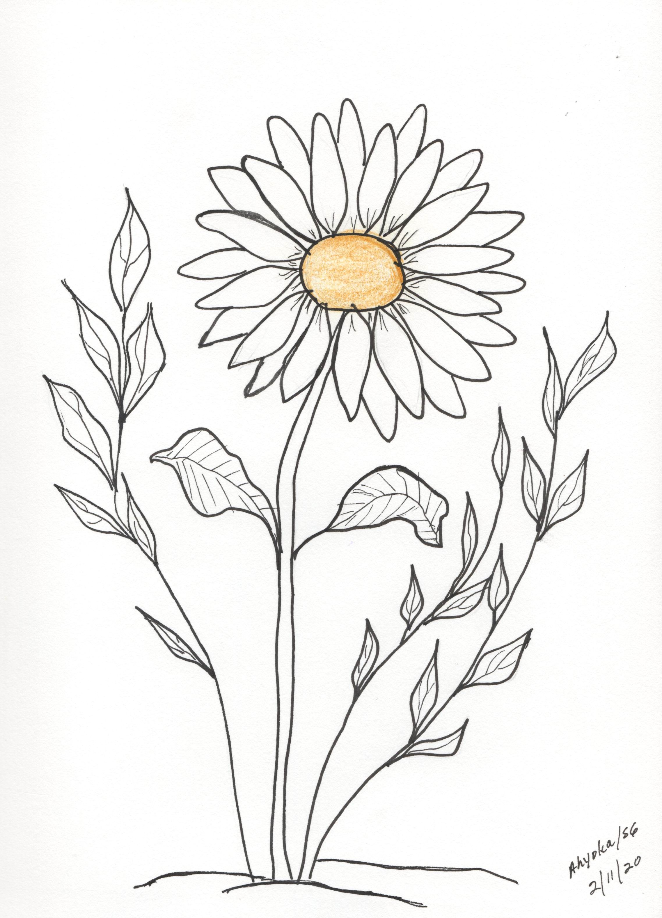 SOLITARY DAISY - YELLOW TOUCH
